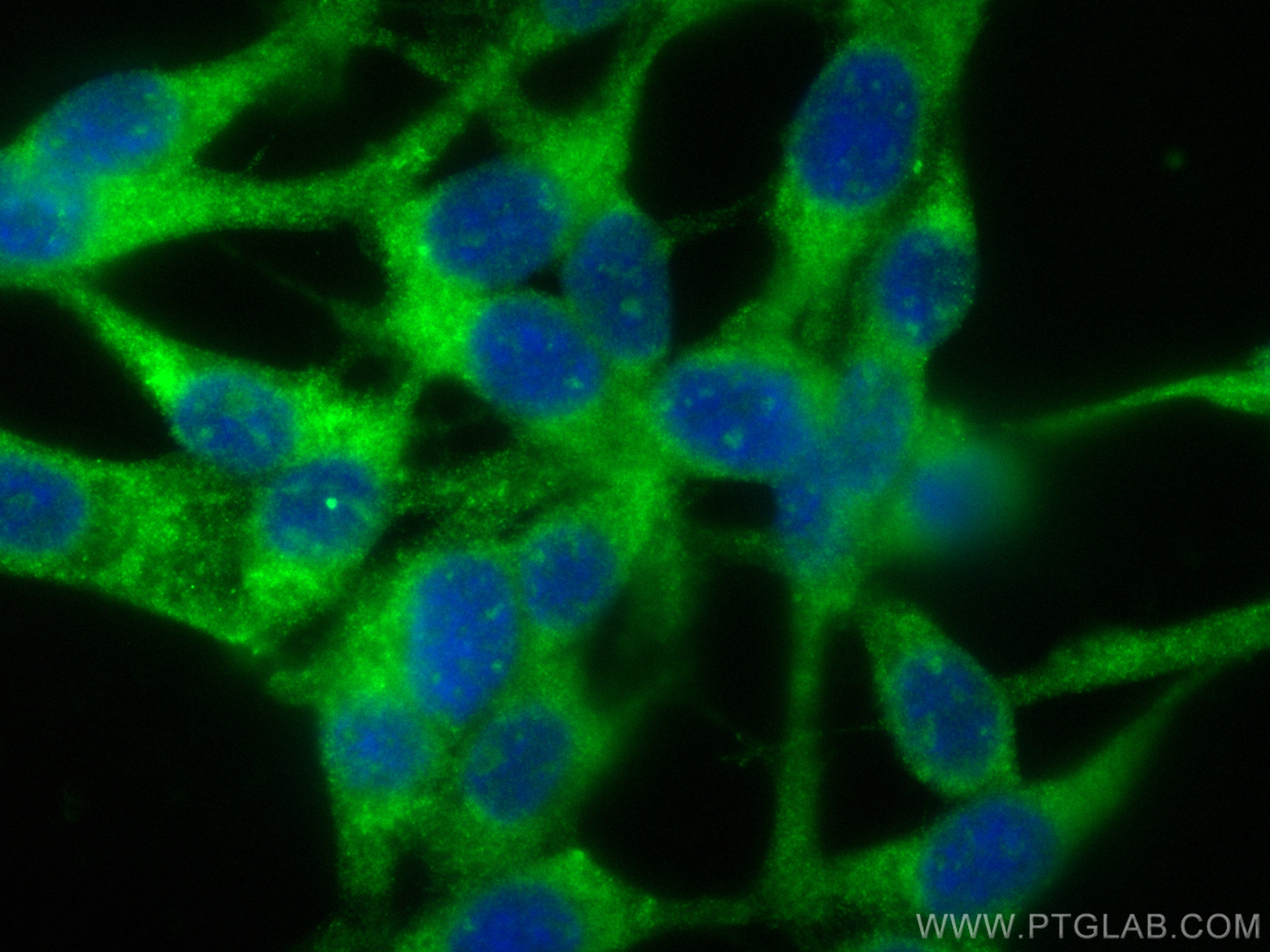 Immunofluorescence (IF) / fluorescent staining of NIH/3T3 cells using CoraLite® Plus 488-conjugated Titin Polyclonal ant (CL488-27867)