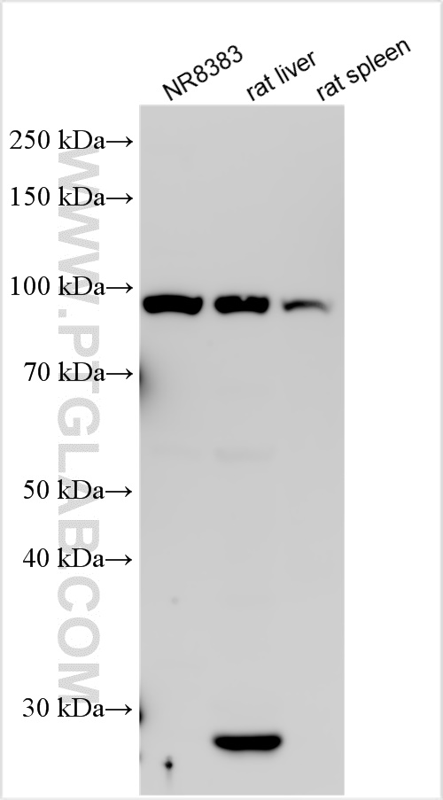 Western Blot (WB) analysis of various lysates using TLR4 Polyclonal antibody (30400-1-AP)