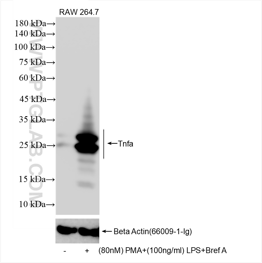 Western Blot (WB) analysis of RAW 264.7 cells using TNF-alpha Recombinant antibody (80258-6-RR)