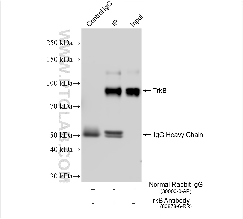 Immunoprecipitation (IP) experiment of mouse cerebellum tissue using TrkB Recombinant antibody (80878-6-RR)