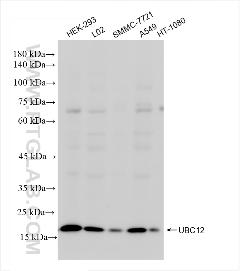 Western Blot (WB) analysis of various lysates using UBC12 Recombinant antibody (83628-1-RR)