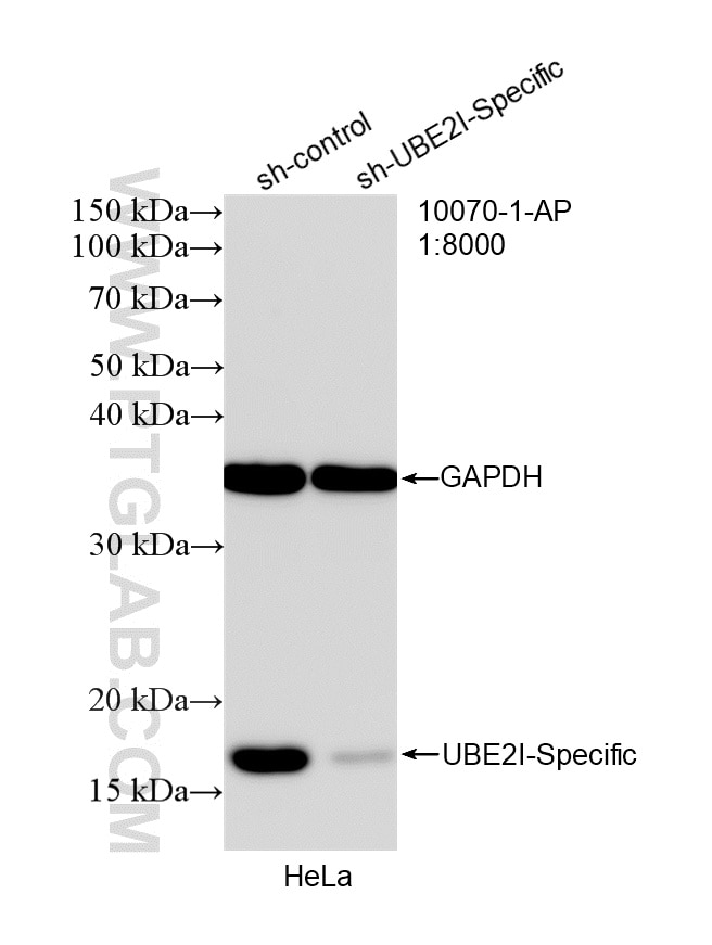 Western Blot (WB) analysis of HeLa cells using UBC9 Polyclonal antibody (10070-1-AP)