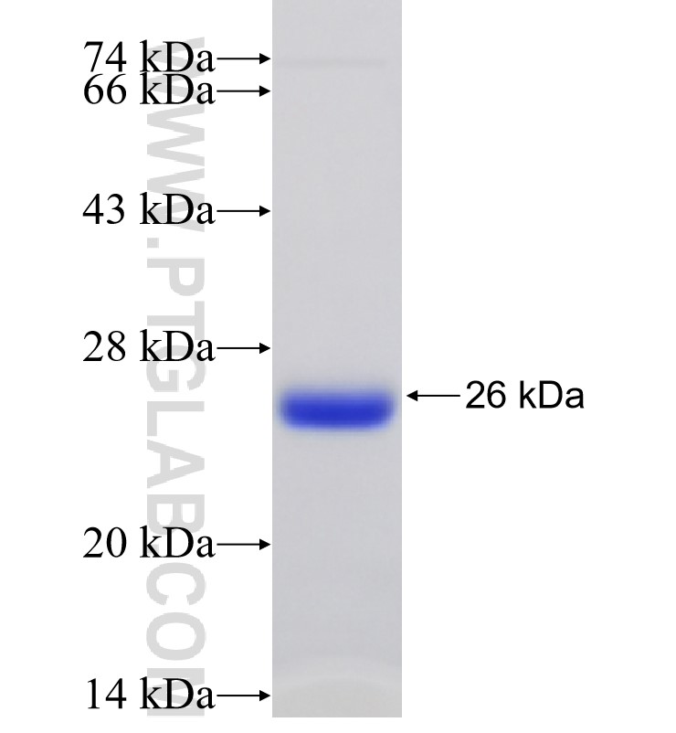 UBE2G2 fusion protein Ag25422 SDS-PAGE