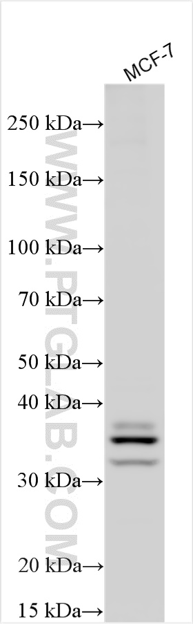 Western Blot (WB) analysis of various lysates using UBE2J1 Polyclonal antibody (27890-1-AP)