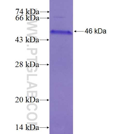 UBE2J1 fusion protein Ag27310 SDS-PAGE