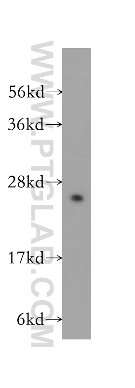 Western Blot (WB) analysis of mouse testis tissue using UBE2K Polyclonal antibody (11834-3-AP)