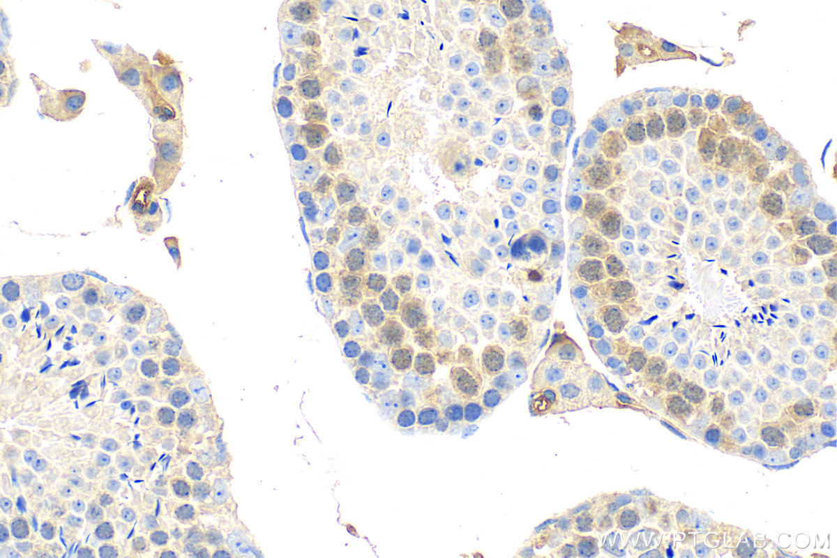 Immunohistochemistry (IHC) staining of mouse testis tissue using UBE2S Recombinant antibody (81854-1-RR)