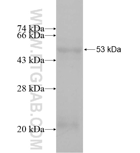 UBE2U fusion protein Ag11302 SDS-PAGE