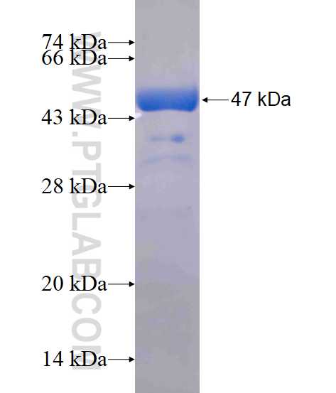 UBE4A fusion protein Ag17120 SDS-PAGE