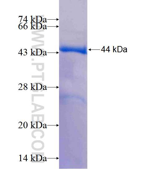 UBE4B fusion protein Ag13013 SDS-PAGE