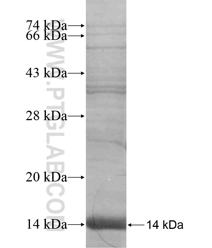 Ubiquilin 1 fusion protein Ag17659 SDS-PAGE