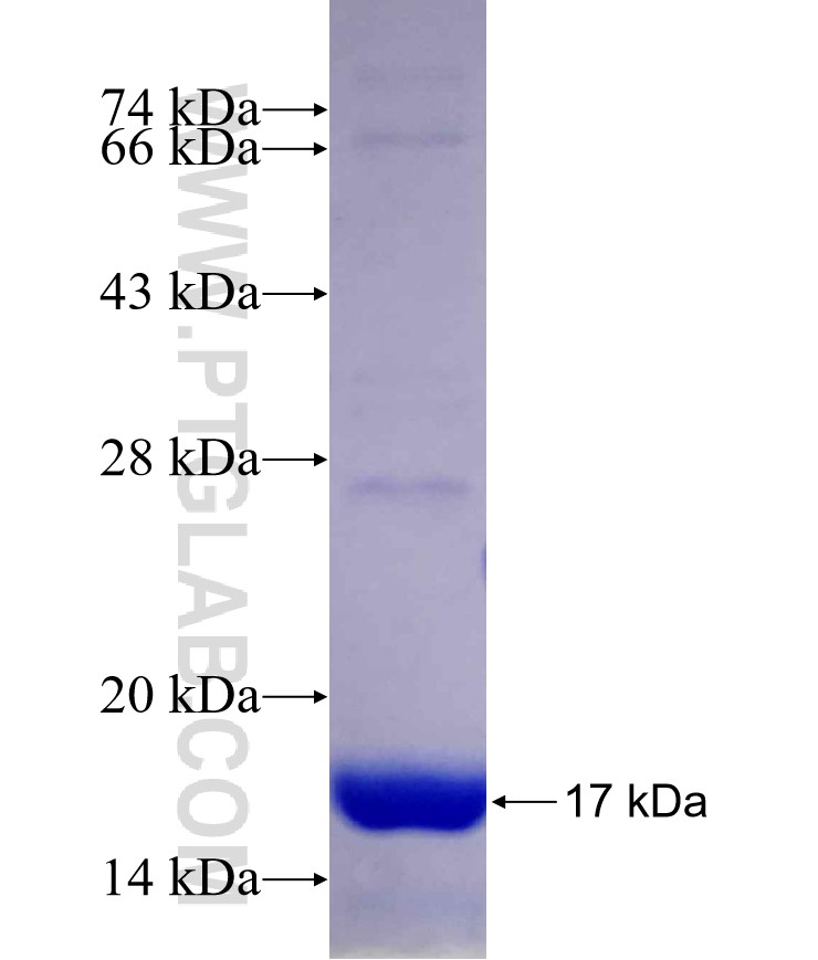 UBQLN4 fusion protein Ag29898 SDS-PAGE