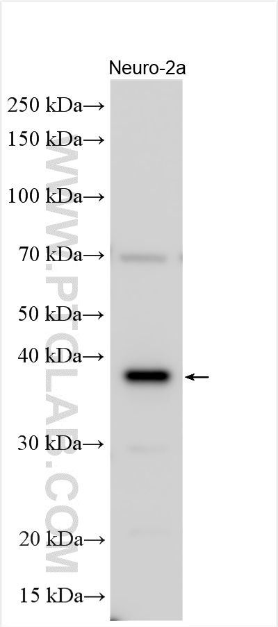 Western Blot (WB) analysis of various lysates using UBXN2B Polyclonal antibody (25141-1-AP)