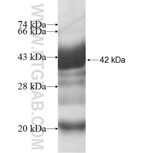 UBXN6 fusion protein Ag6818 SDS-PAGE