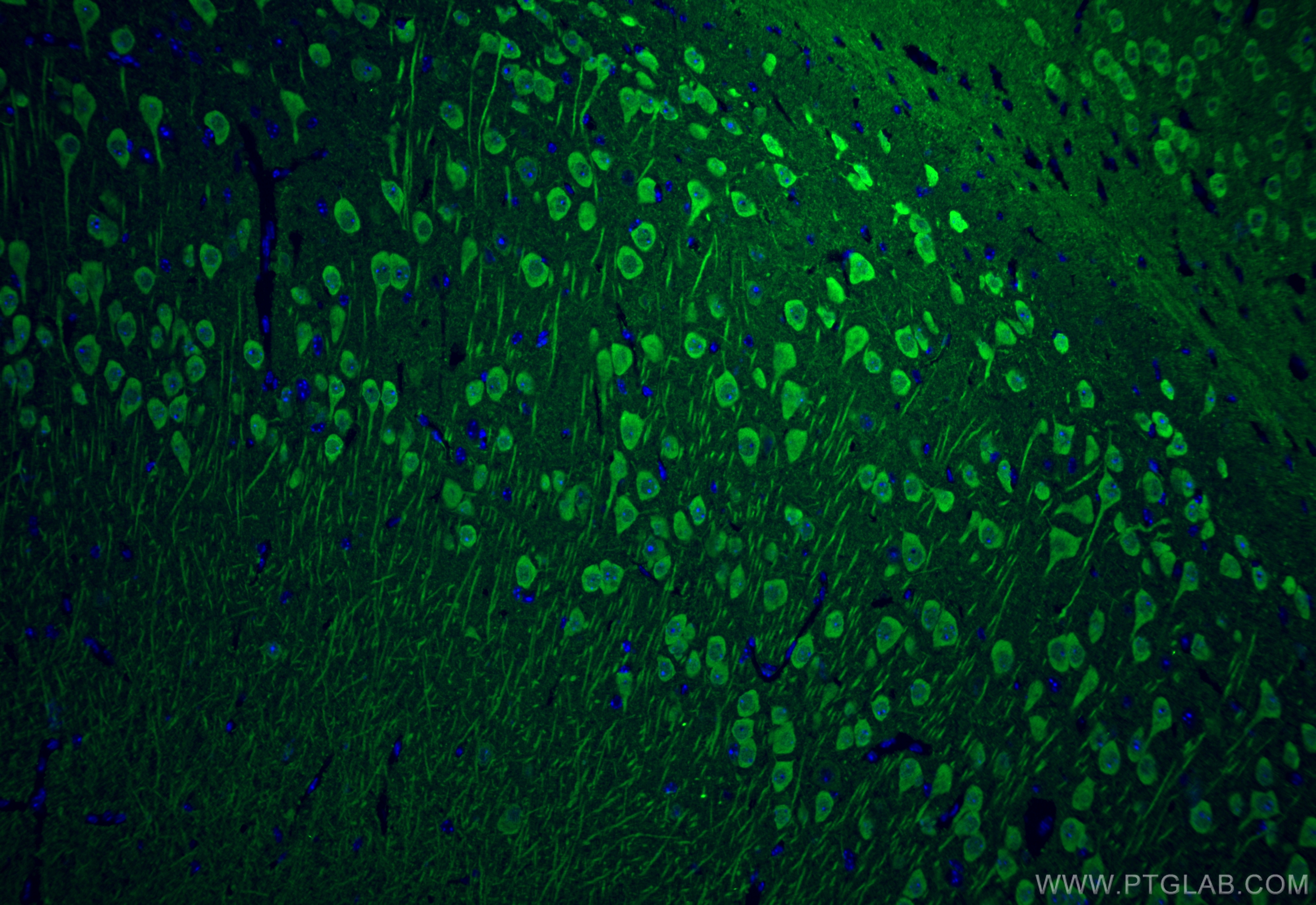 Immunofluorescence (IF) / fluorescent staining of mouse brain tissue using UCH-L1/PGP9.5 Monoclonal antibody (66230-1-Ig)