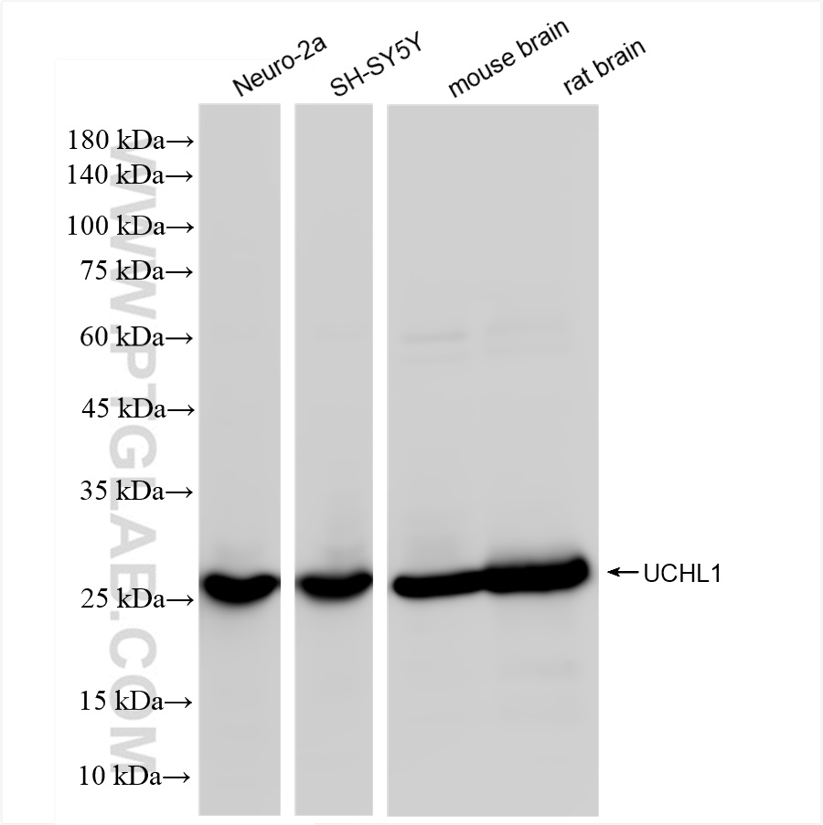 Western Blot (WB) analysis of various lysates using UCHL1 Recombinant antibody (84154-4-RR)