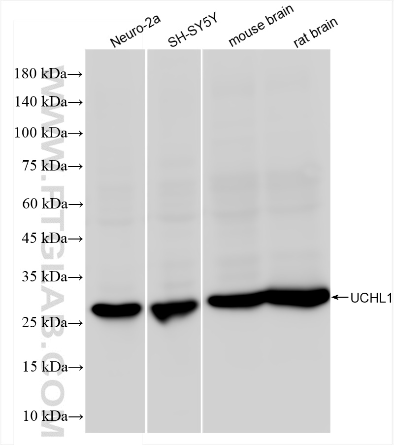 Western Blot (WB) analysis of various lysates using UCH-L1/PGP9.5 Recombinant antibody (84154-5-RR)