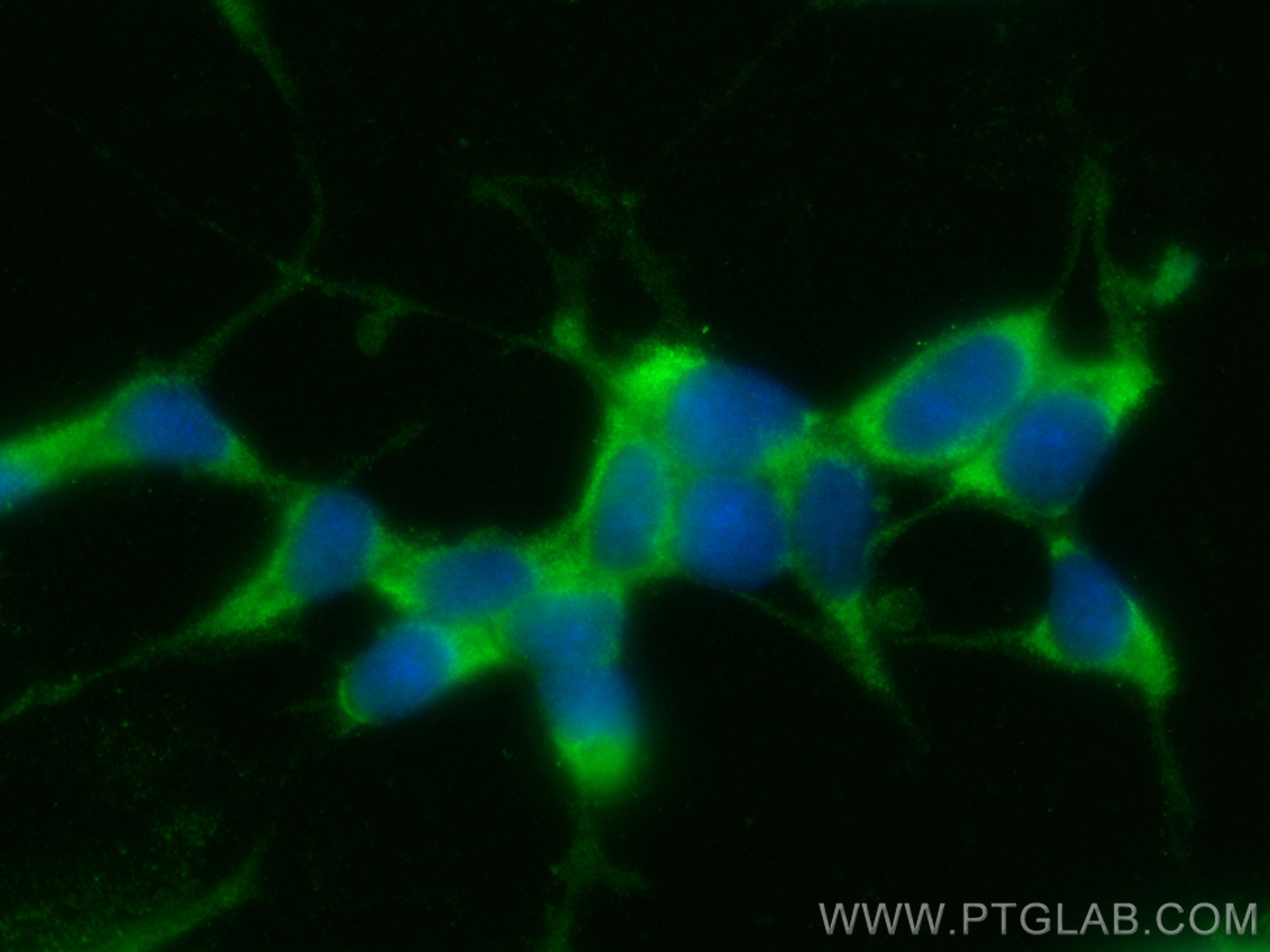 Immunofluorescence (IF) / fluorescent staining of SH-SY5Y cells using CoraLite® Plus 488-conjugated UCHL1/PGP9.5 Monoclo (CL488-66230)