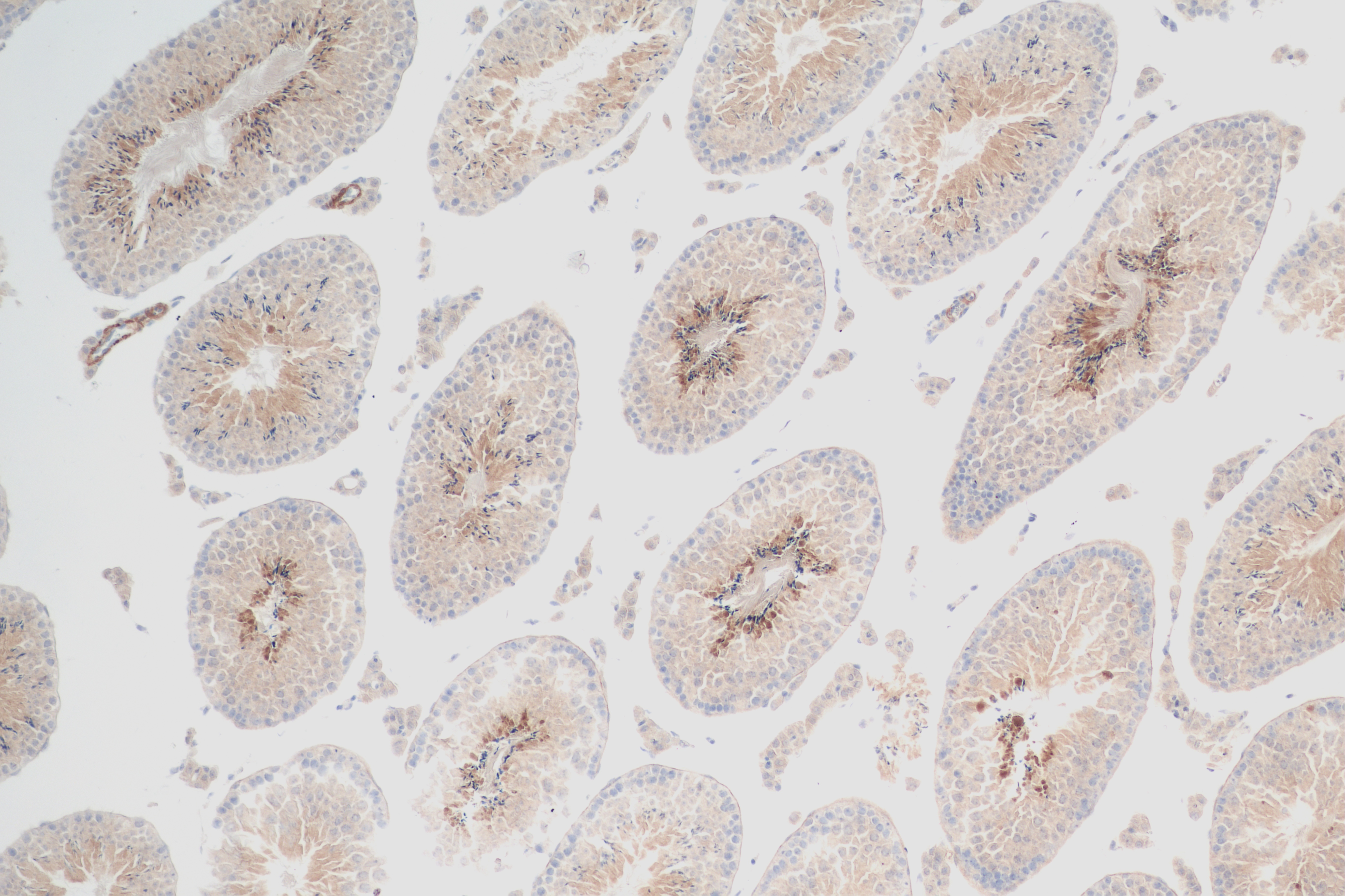 Immunohistochemistry (IHC) staining of mouse testis tissue using UCHL3 Recombinant antibody (84542-6-RR)