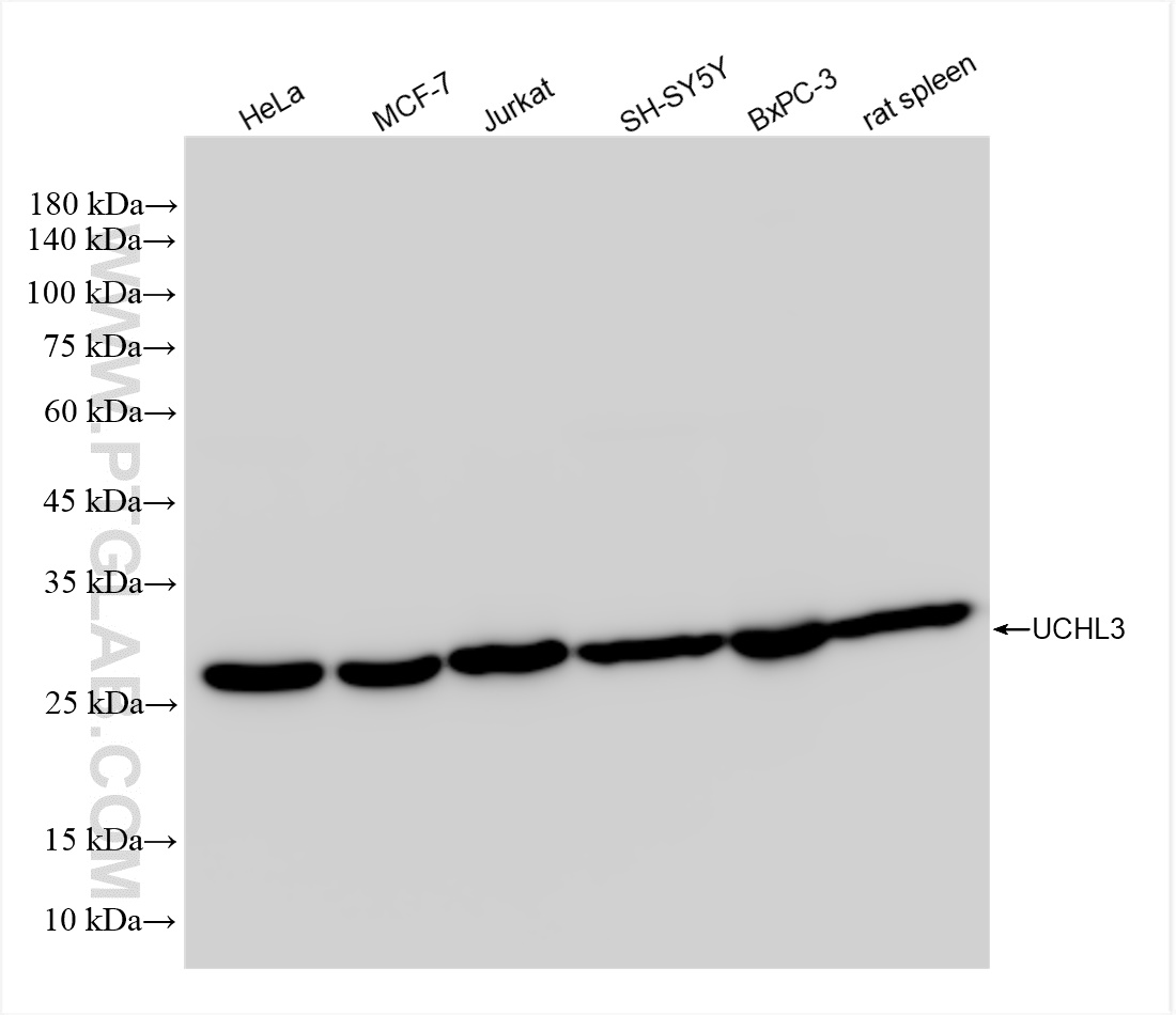 Western Blot (WB) analysis of various lysates using UCHL3 Recombinant antibody (84542-6-RR)