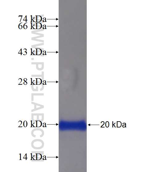 UCMA fusion protein Ag21998 SDS-PAGE