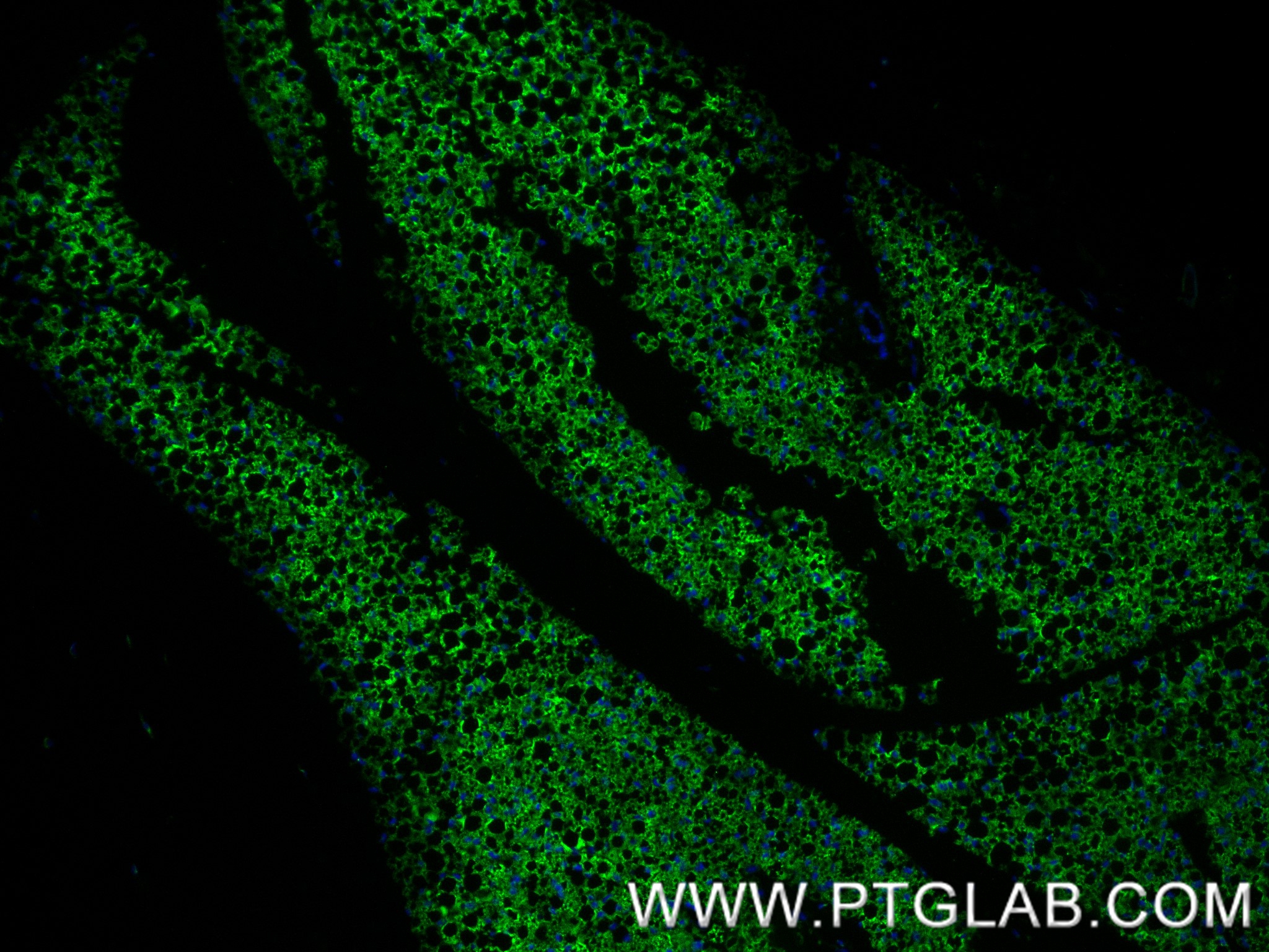 Immunofluorescence (IF) / fluorescent staining of mouse brown adipose tissue using UCP1 Recombinant antibody (83870-1-RR)