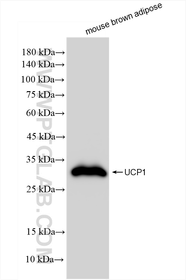 Western Blot (WB) analysis of mouse brown adipose tissue using UCP1 Recombinant antibody (83870-1-RR)