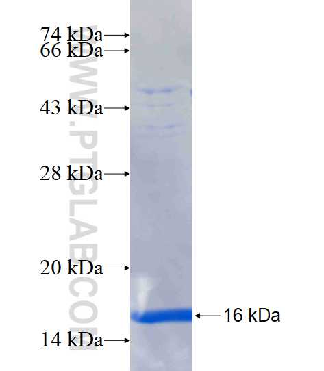 UCP1 fusion protein Ag16739 SDS-PAGE