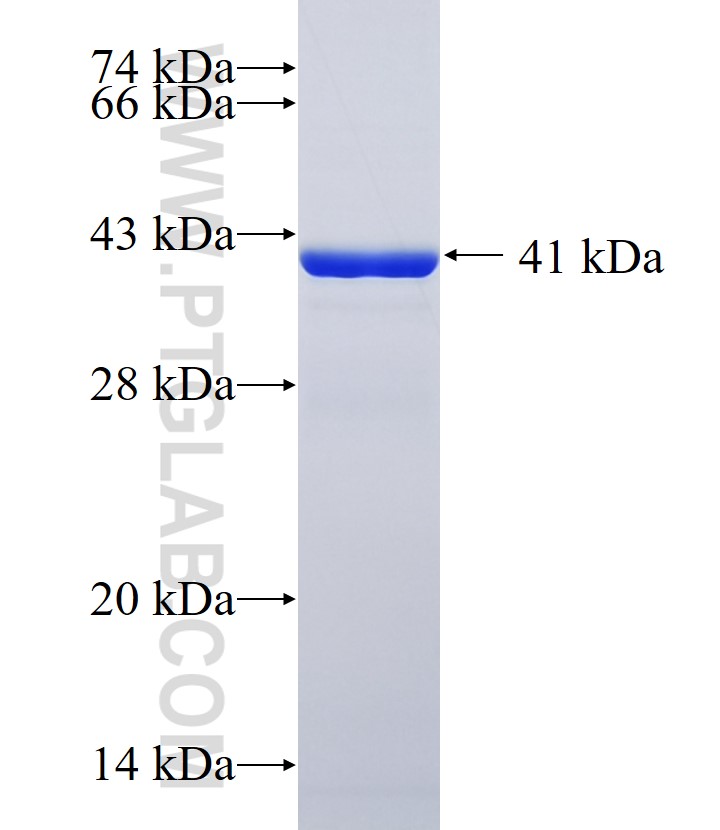 UFSP1 fusion protein Ag6256 SDS-PAGE