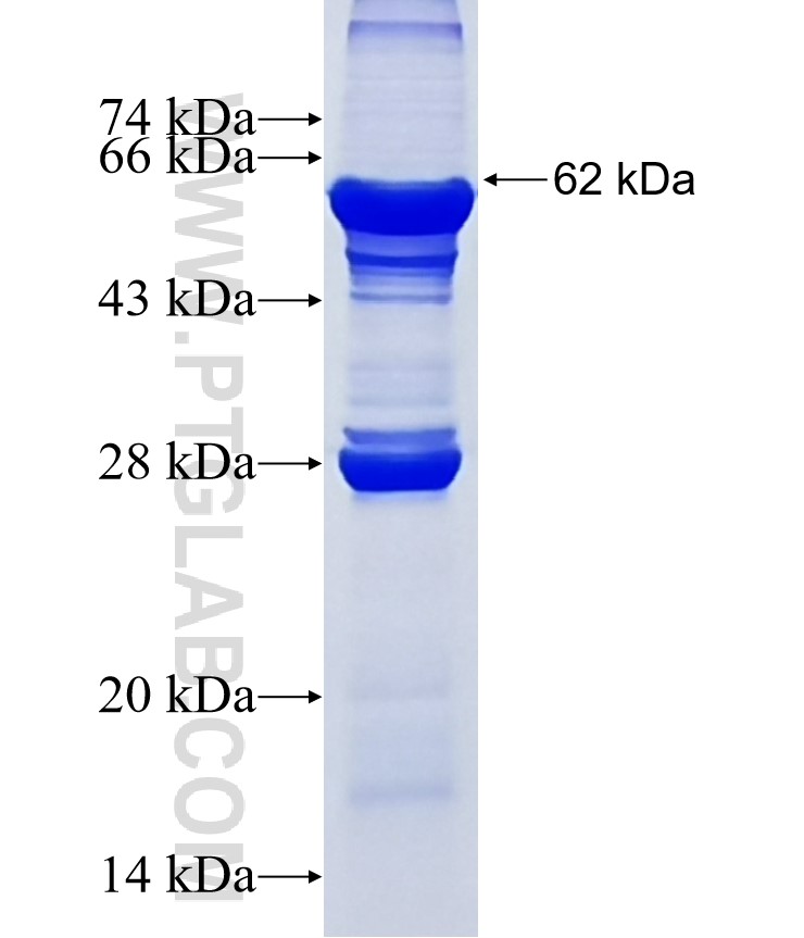 UFSP2 fusion protein Ag10692 SDS-PAGE