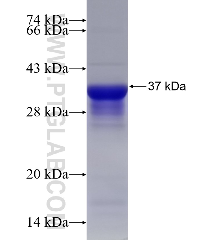 UGP2 fusion protein Ag33160 SDS-PAGE