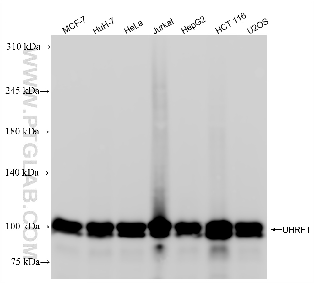 Western Blot (WB) analysis of various lysates using UHRF1 Recombinant antibody (84489-4-RR)