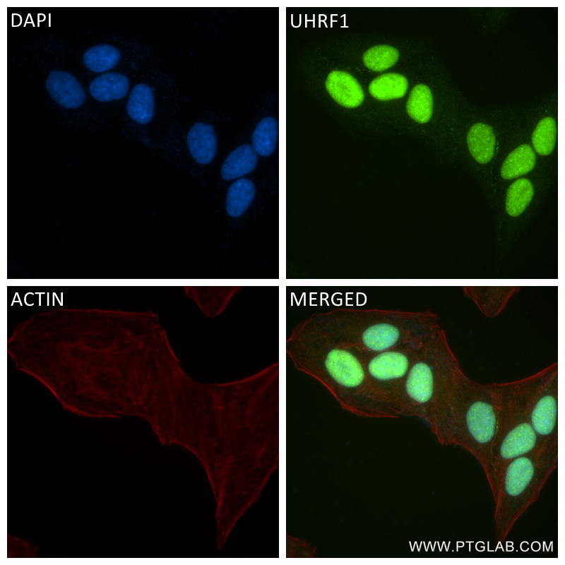 Immunofluorescence (IF) / fluorescent staining of HepG2 cells using UHRF1 Recombinant antibody (84489-5-RR)