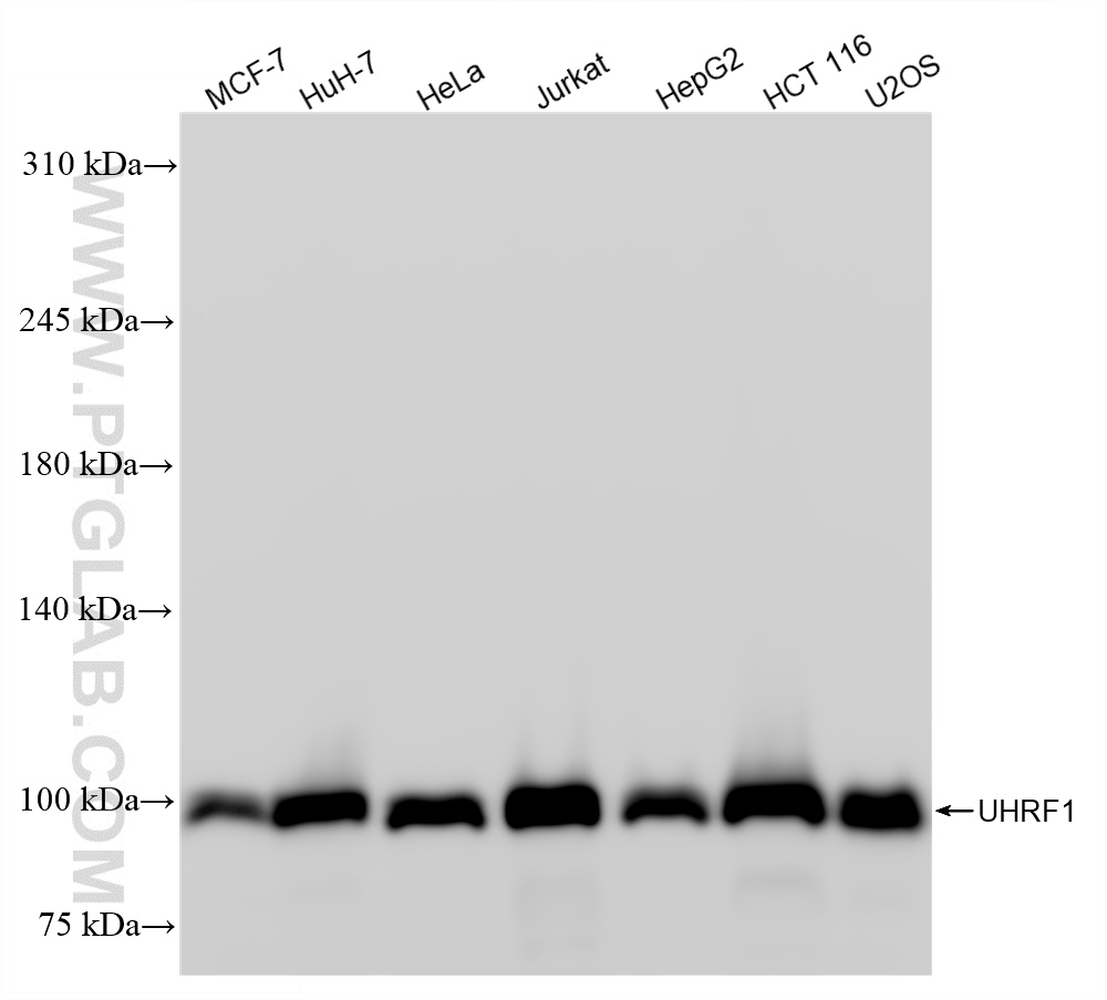 Western Blot (WB) analysis of various lysates using UHRF1 Recombinant antibody (84489-5-RR)