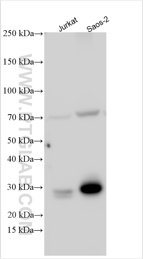 Western Blot (WB) analysis of various lysates using ULBP2 Polyclonal antibody (31504-1-AP)