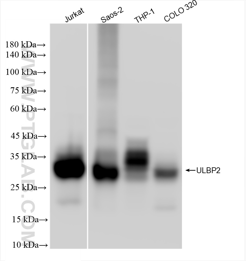 Western Blot (WB) analysis of various lysates using ULBP2 Recombinant antibody (83709-1-RR)