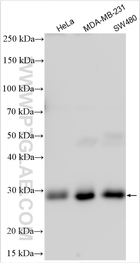 ULBP3