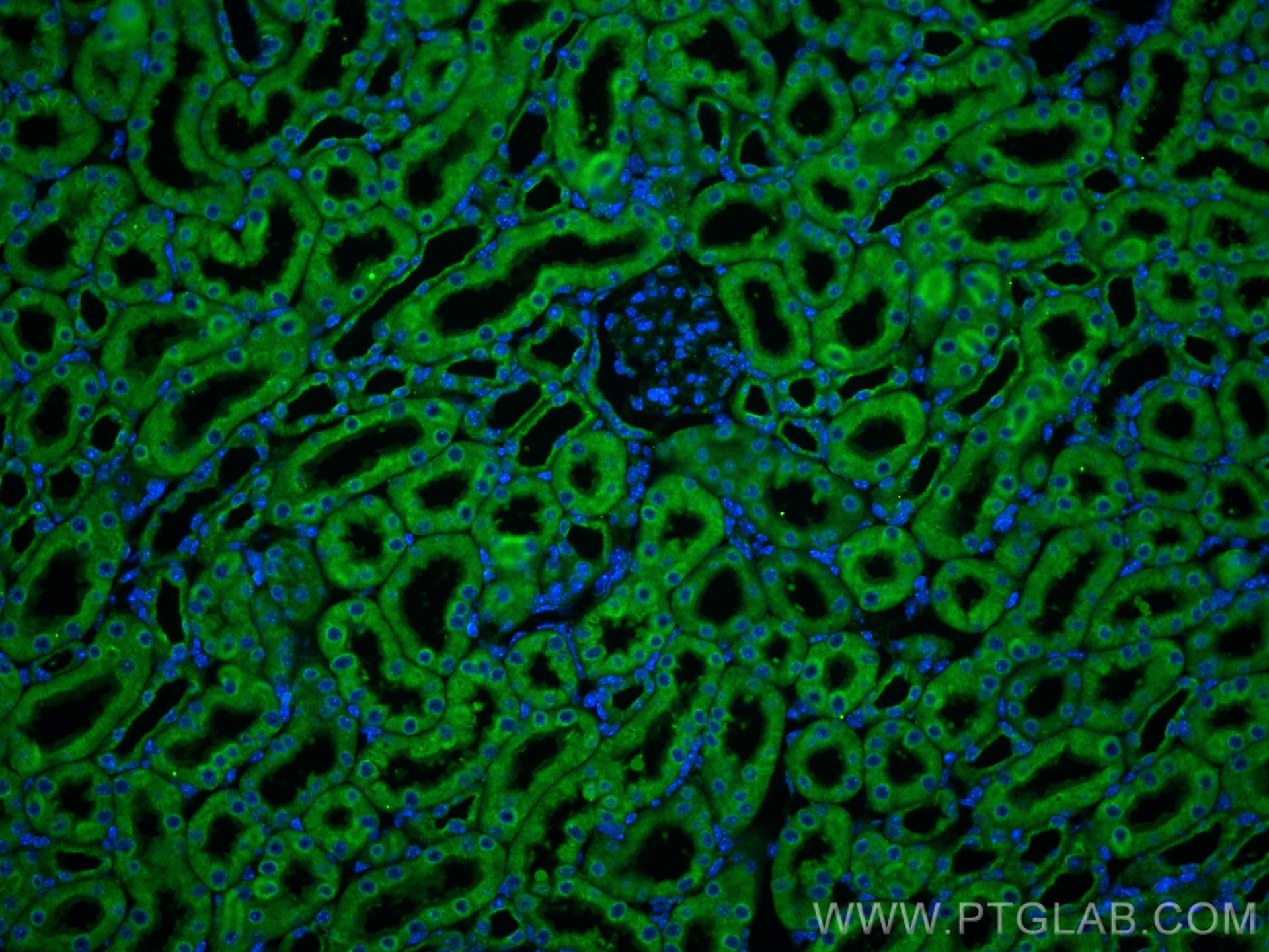 Immunofluorescence (IF) / fluorescent staining of mouse kidney tissue using Uromodulin Polyclonal antibody (11911-1-AP)