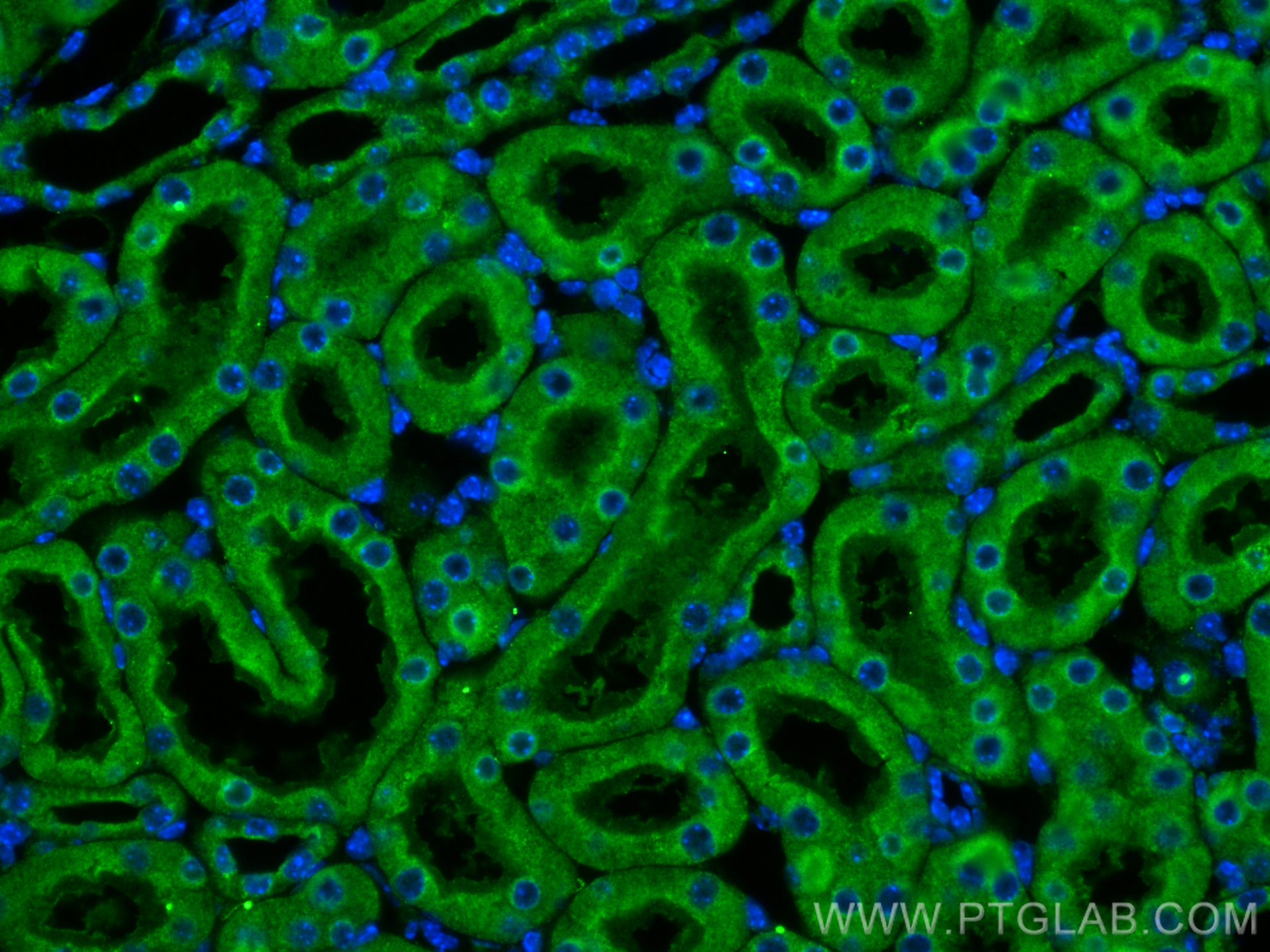 Immunofluorescence (IF) / fluorescent staining of mouse kidney tissue using Uromodulin Polyclonal antibody (11911-1-AP)