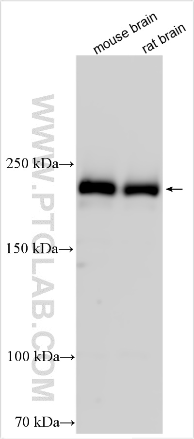 Western Blot (WB) analysis of various lysates using UNC13A Polyclonal antibody (55053-1-AP)