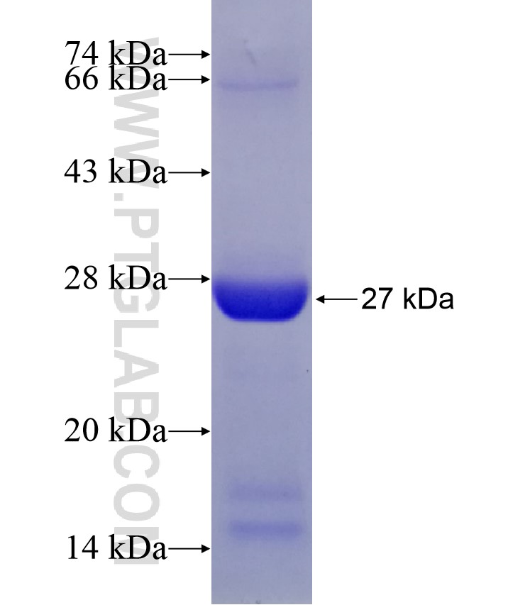 UNC45A fusion protein Ag7855 SDS-PAGE