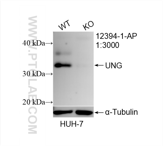 Western Blot (WB) analysis of HuH-7 cells using UNG Polyclonal antibody (12394-1-AP)