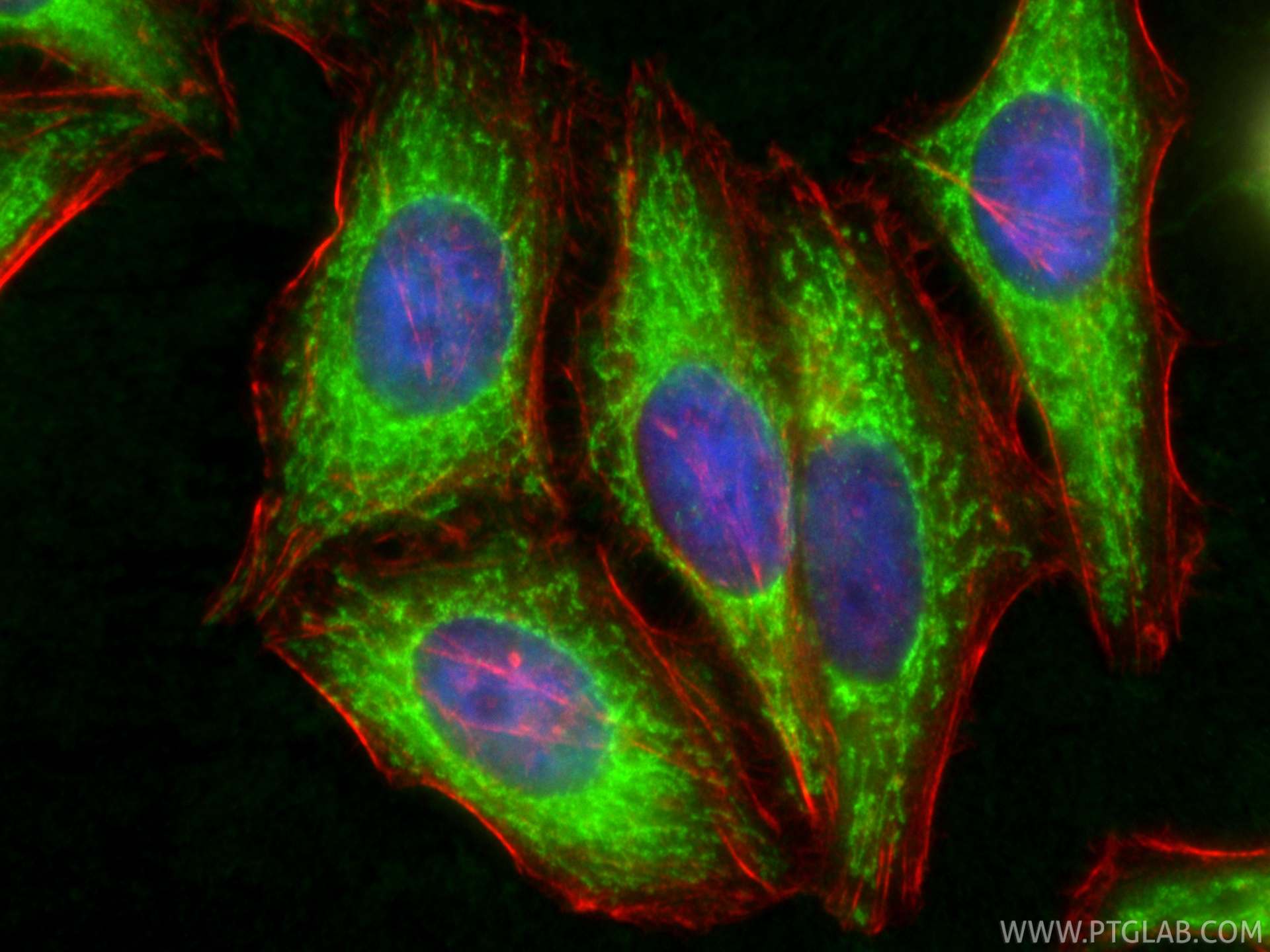Immunofluorescence (IF) / fluorescent staining of HepG2 cells using UQCRC1 Polyclonal antibody (21705-1-AP)