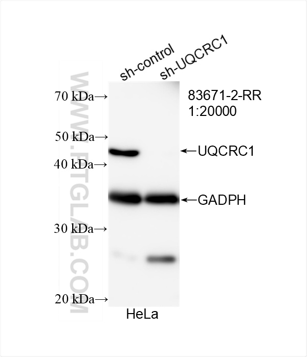 Western Blot (WB) analysis of HeLa cells using UQCRC1 Recombinant antibody (83671-2-RR)