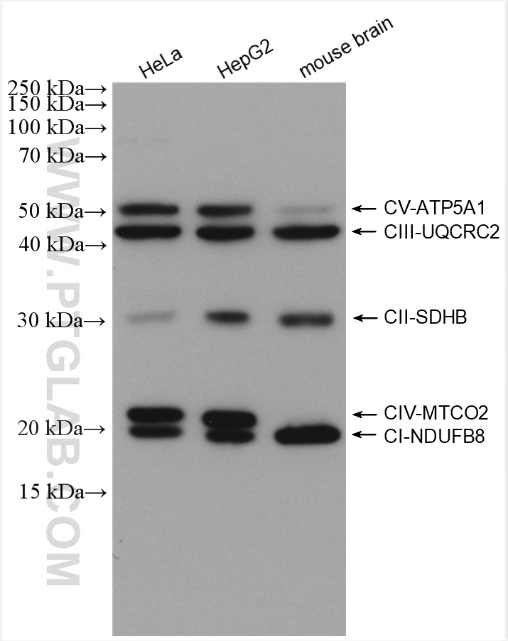 Western Blot (WB) analysis of various samples using UQCRC2 Polyclonal antibody (14742-1-AP)