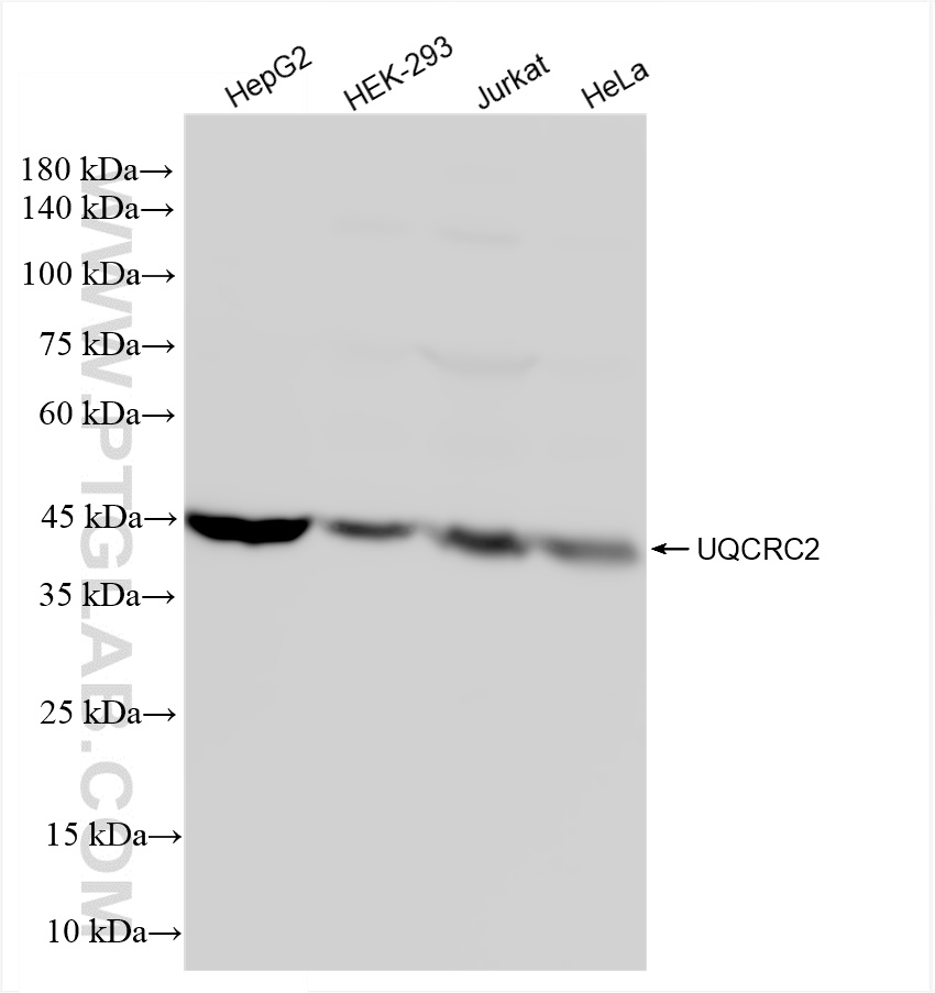 Western Blot (WB) analysis of various lysates using UQCRC2 Recombinant antibody (83667-2-RR)