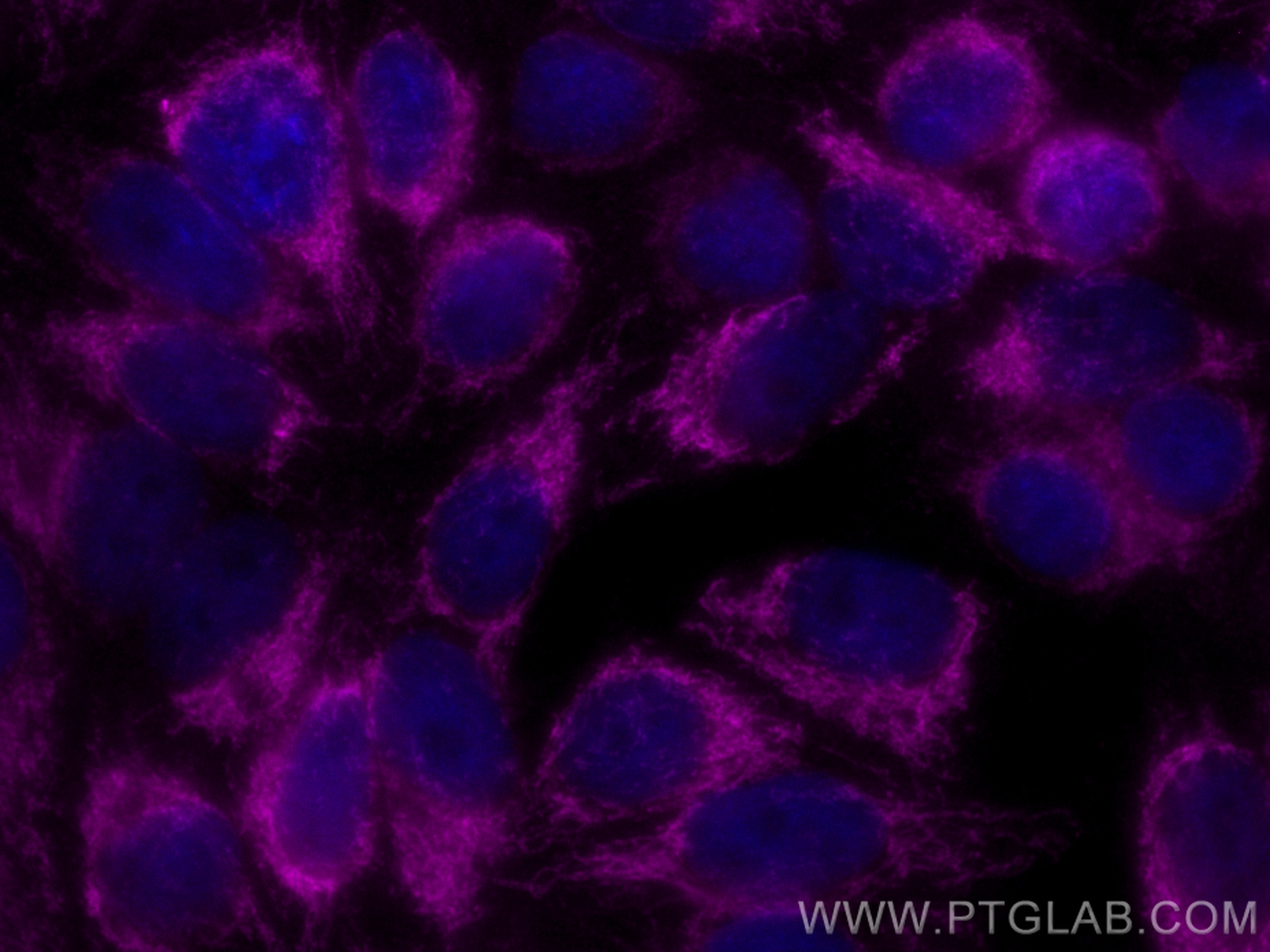 Immunofluorescence (IF) / fluorescent staining of HepG2 cells using CoraLite® Plus 647-conjugated UQCRC2 Polyclonal an (CL647-14742)