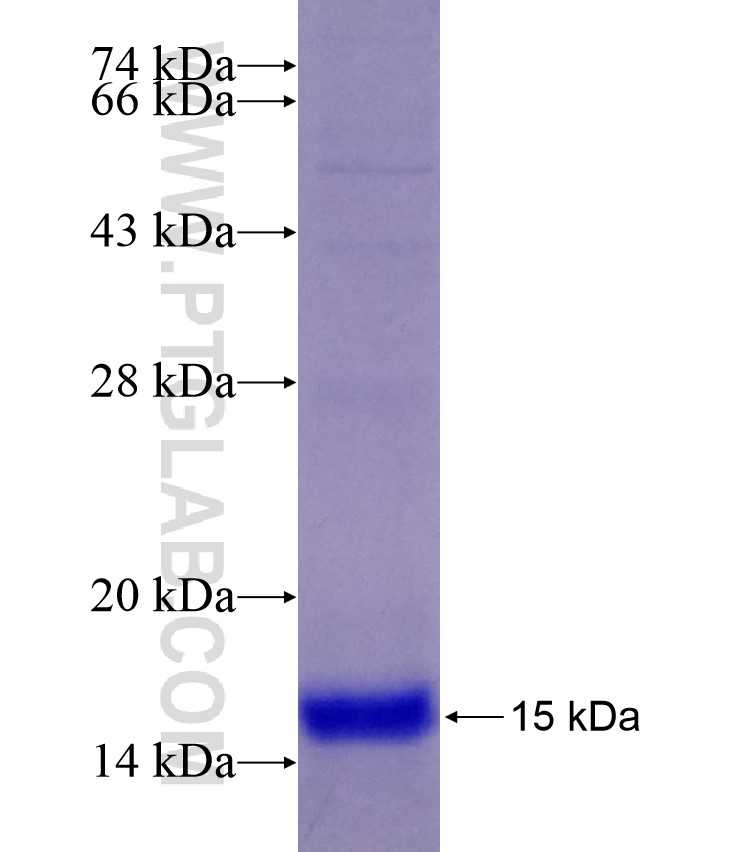 UQCRQ fusion protein Ag6907 SDS-PAGE