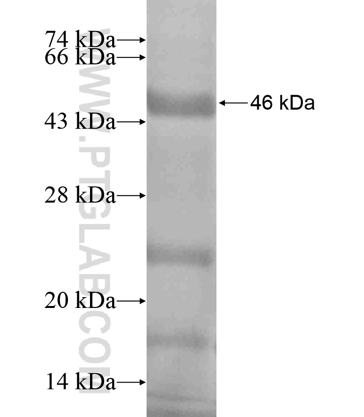 UROC1 fusion protein Ag18143 SDS-PAGE