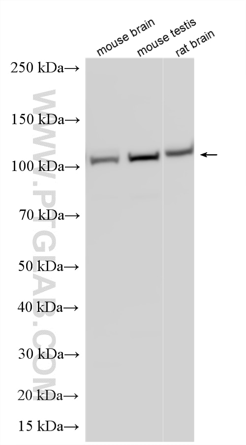 Western Blot (WB) analysis of various lysates using p115, USO1 Polyclonal antibody (13509-1-AP)